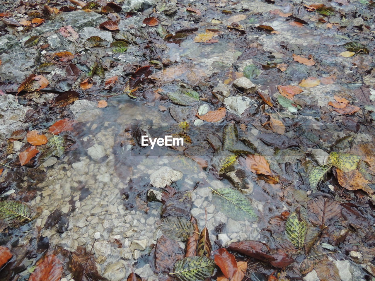 Close-up of maple leaves fallen on water