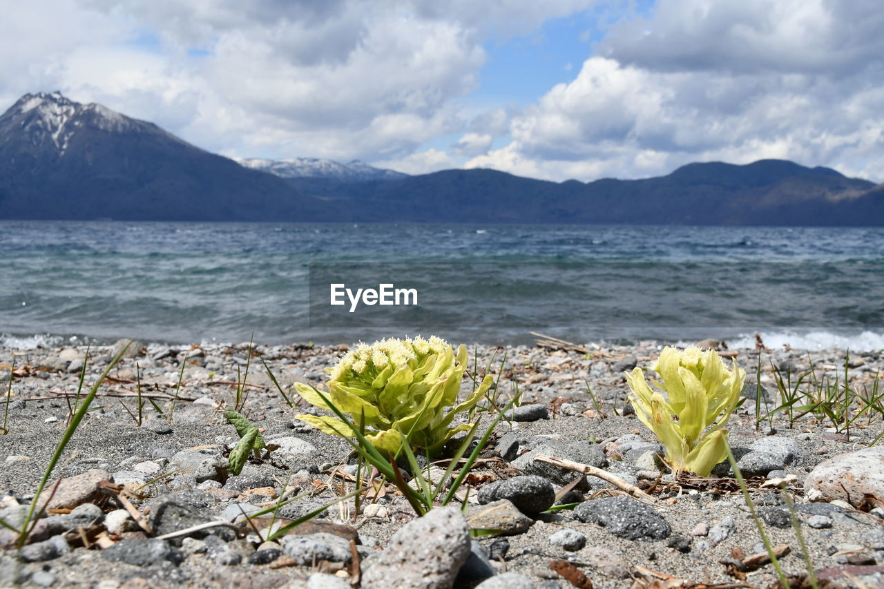 PLANTS GROWING ON BEACH AGAINST SKY