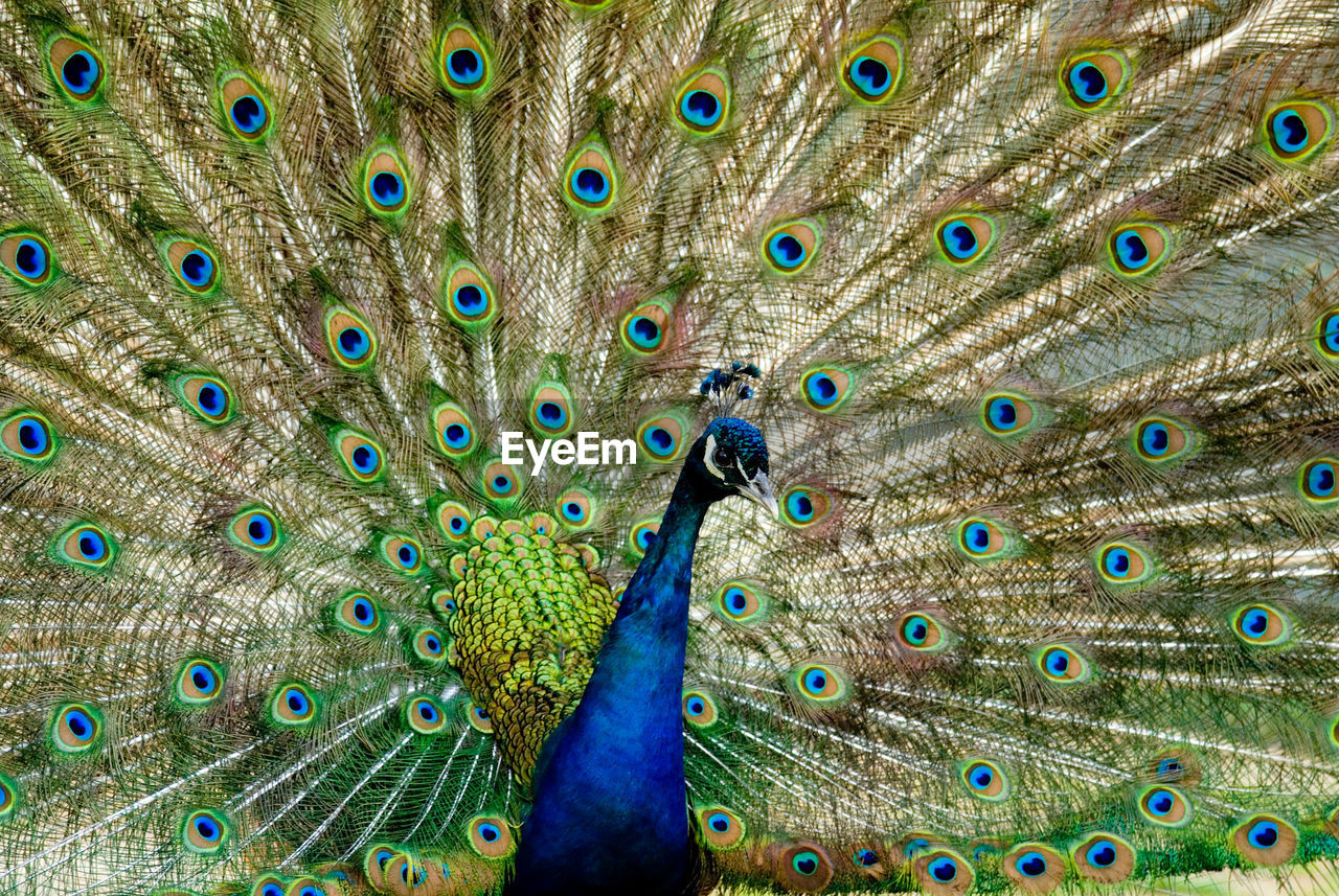 high angle view of peacock