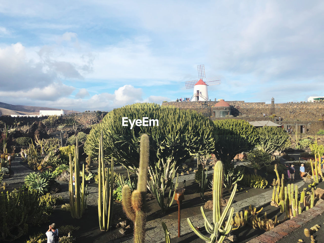 CACTUS PLANTS AGAINST BUILDINGS