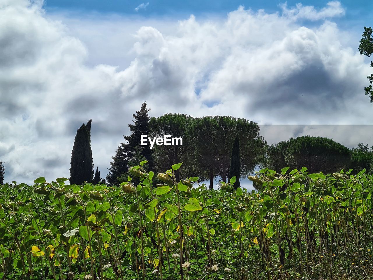 TREES AND PLANTS ON FIELD AGAINST SKY