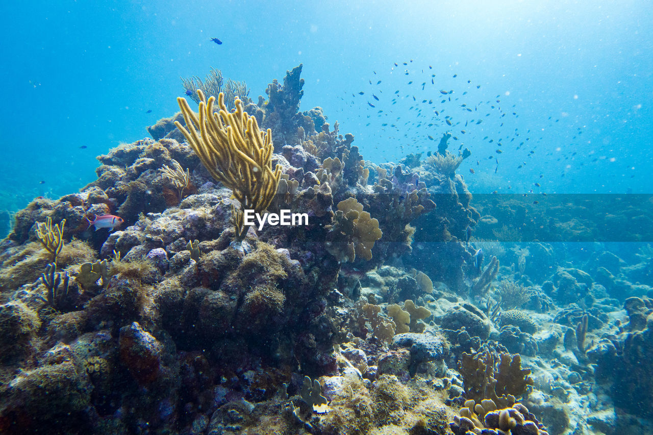 Coral reef fish swimming in sea