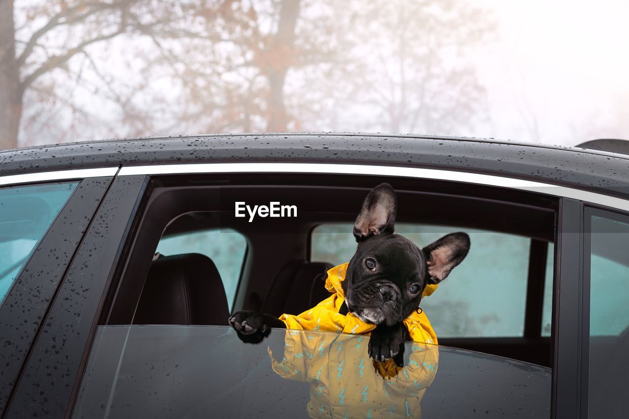 Portrait of dog by window in car