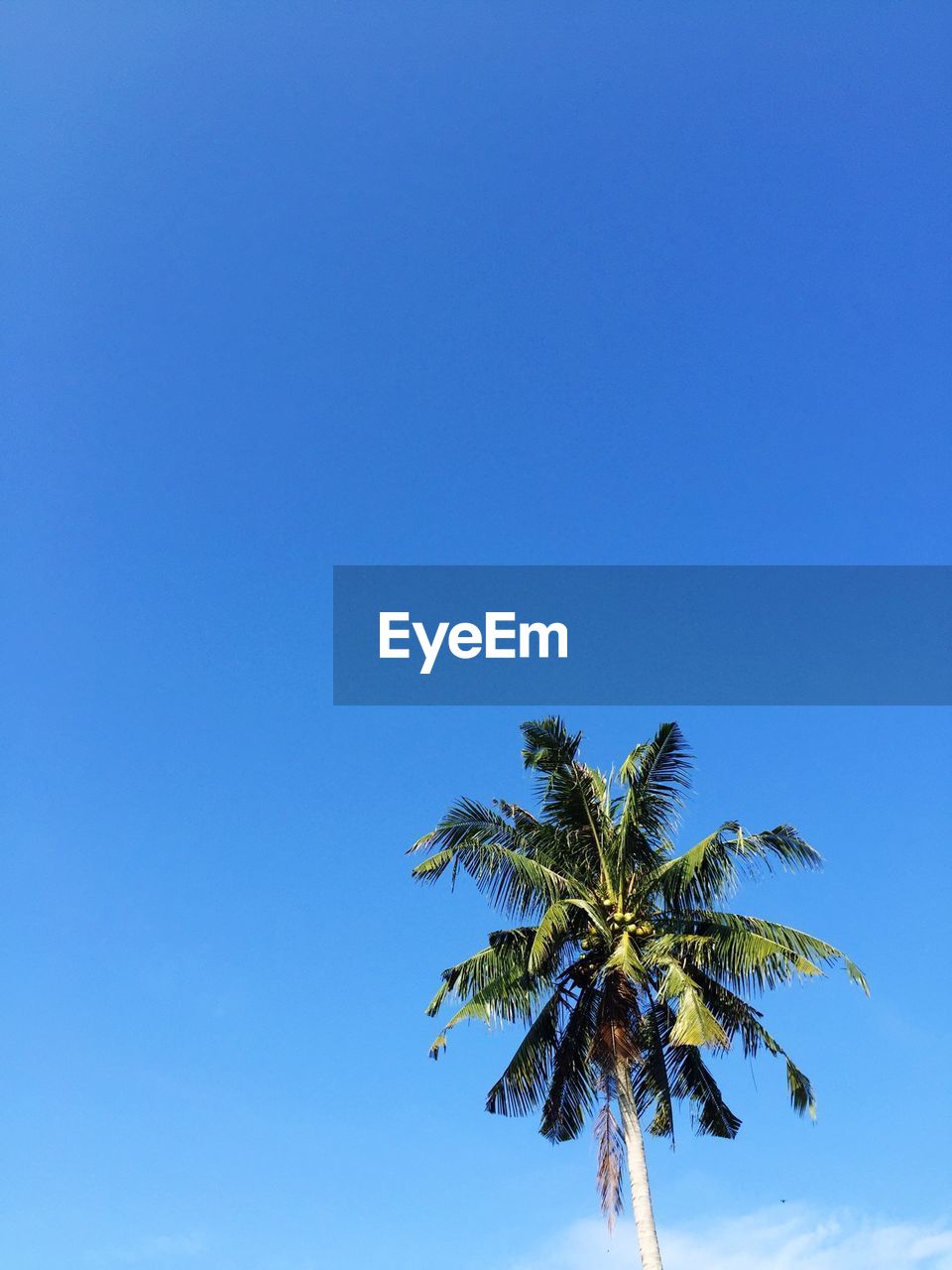 Low angle view of coconut palm tree against blue sky