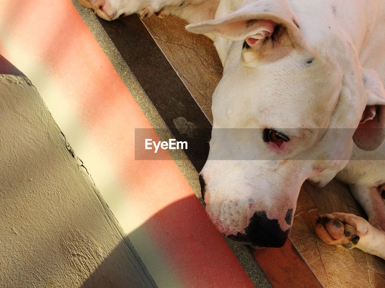 Close-up of white pit bull terrier lying on steps