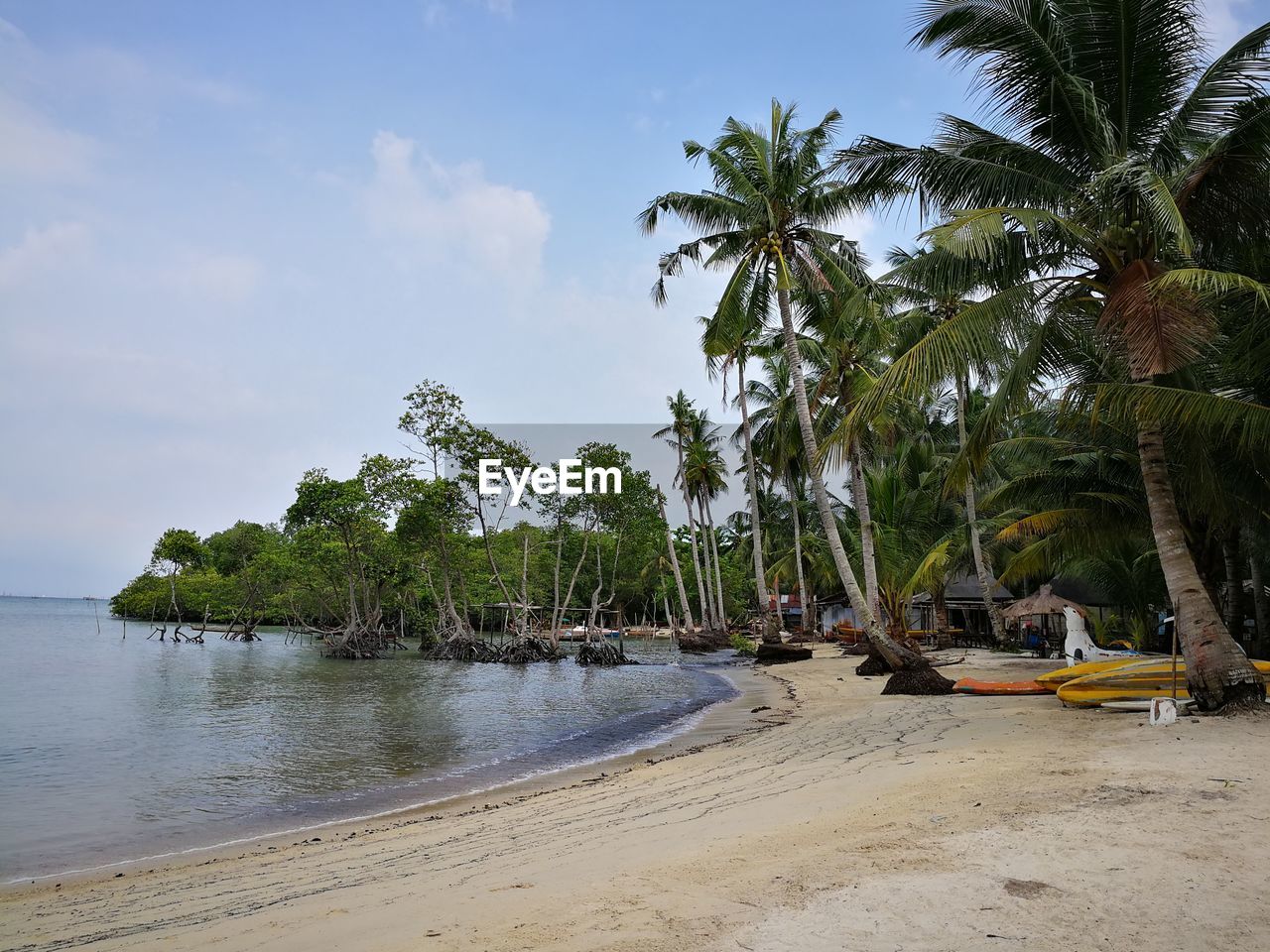 SCENIC VIEW OF PALM TREES BY SEA AGAINST SKY