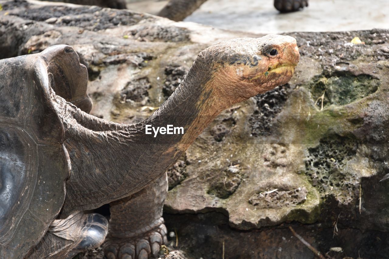 animal themes, animal, animal wildlife, wildlife, reptile, one animal, nature, no people, zoo, water, day, rock, animal body part, outdoors