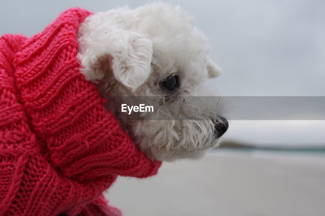 Bichon fries in a red jumper