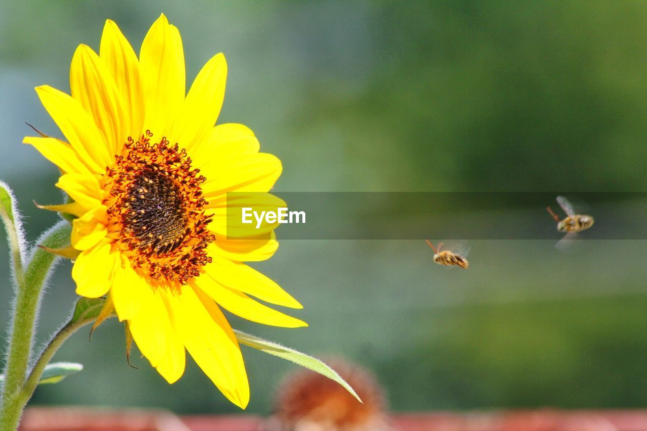 Close-up of bee pollinating on sunflower