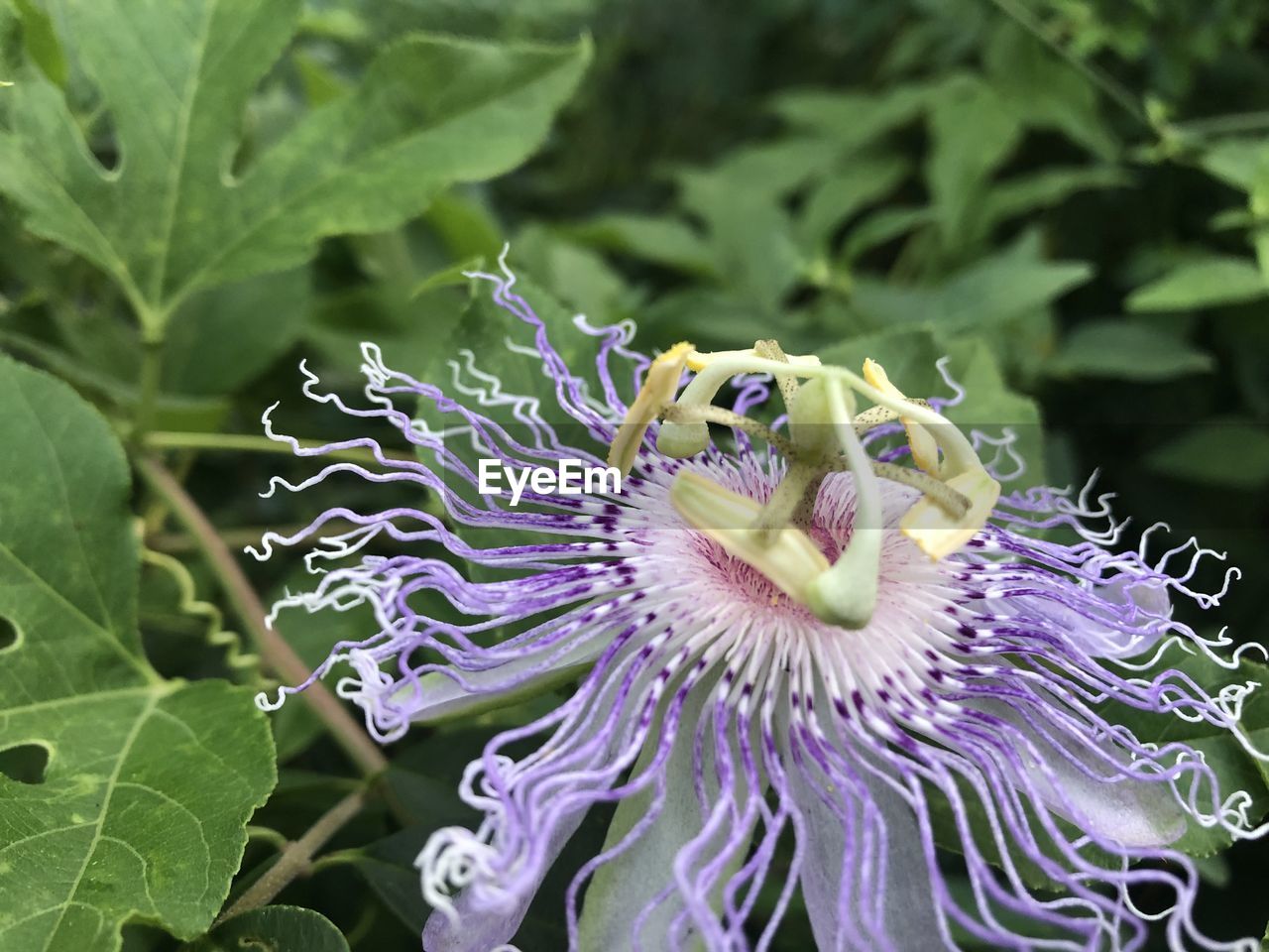 Purple flower