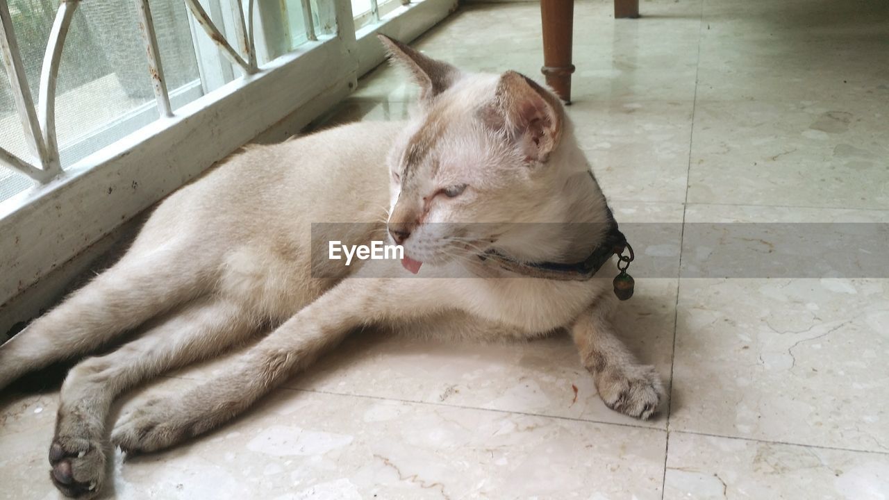 CAT RELAXING ON TILED FLOOR