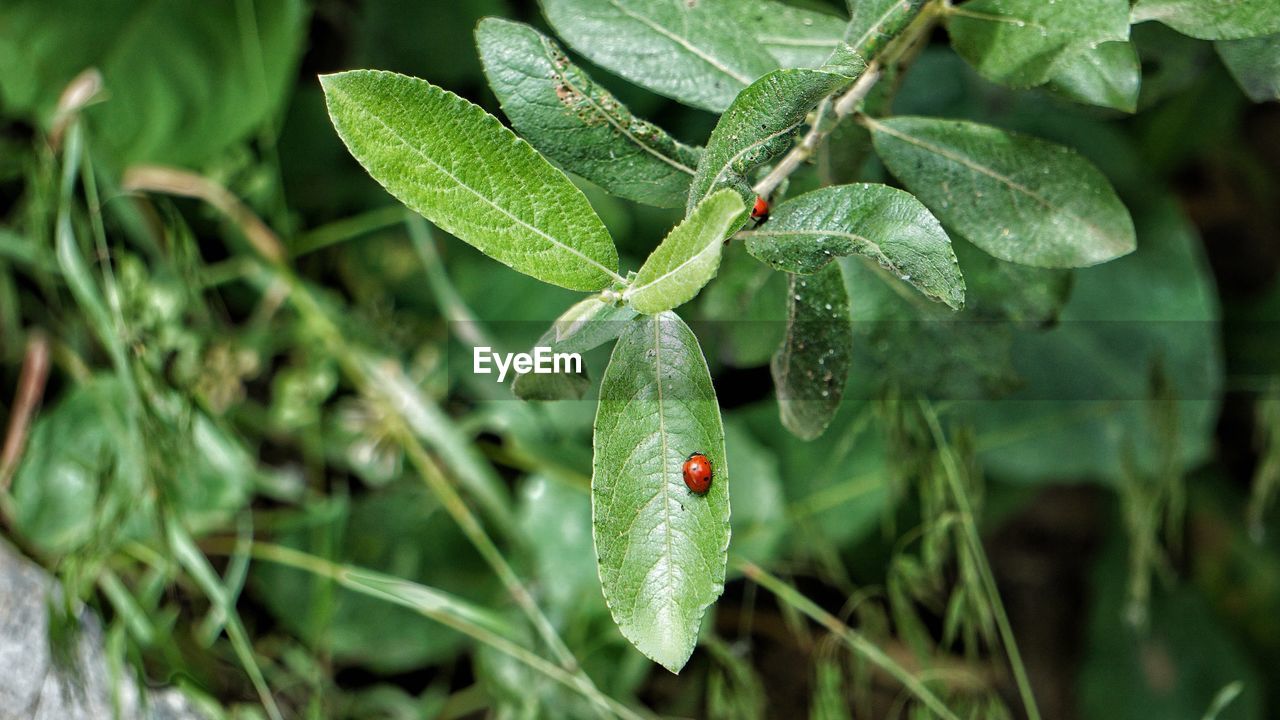 Close-up of ladybug on leaf