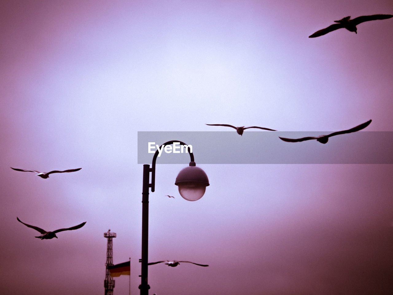 bird, flying, animal, animal themes, animal wildlife, wildlife, group of animals, no people, sky, pink, nature, mid-air, silhouette, street light, flock of birds, spread wings, outdoors, beauty in nature, low angle view, branch, large group of animals, lighting equipment, light