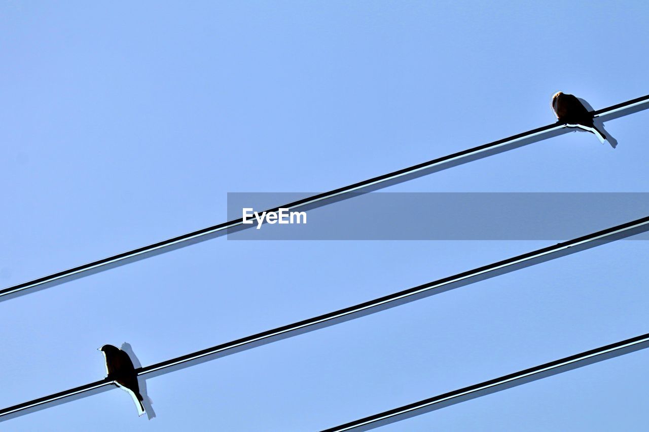 LOW ANGLE VIEW OF BIRD PERCHING ON POWER LINE