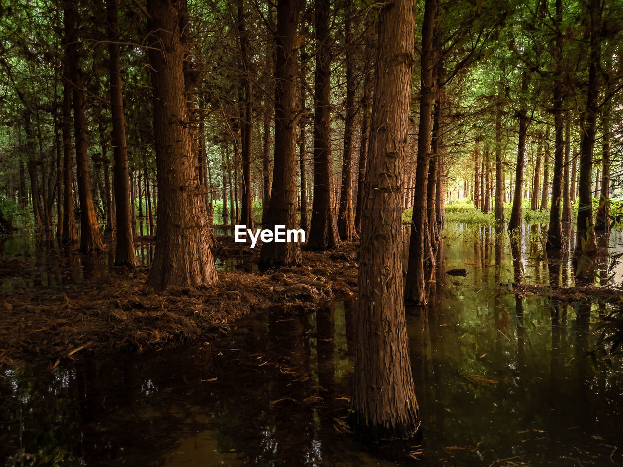 Trees growing in forest