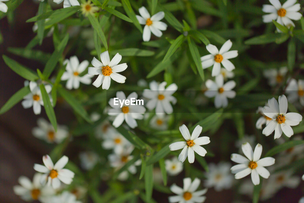 Close-up of white flowers blooming outdoors