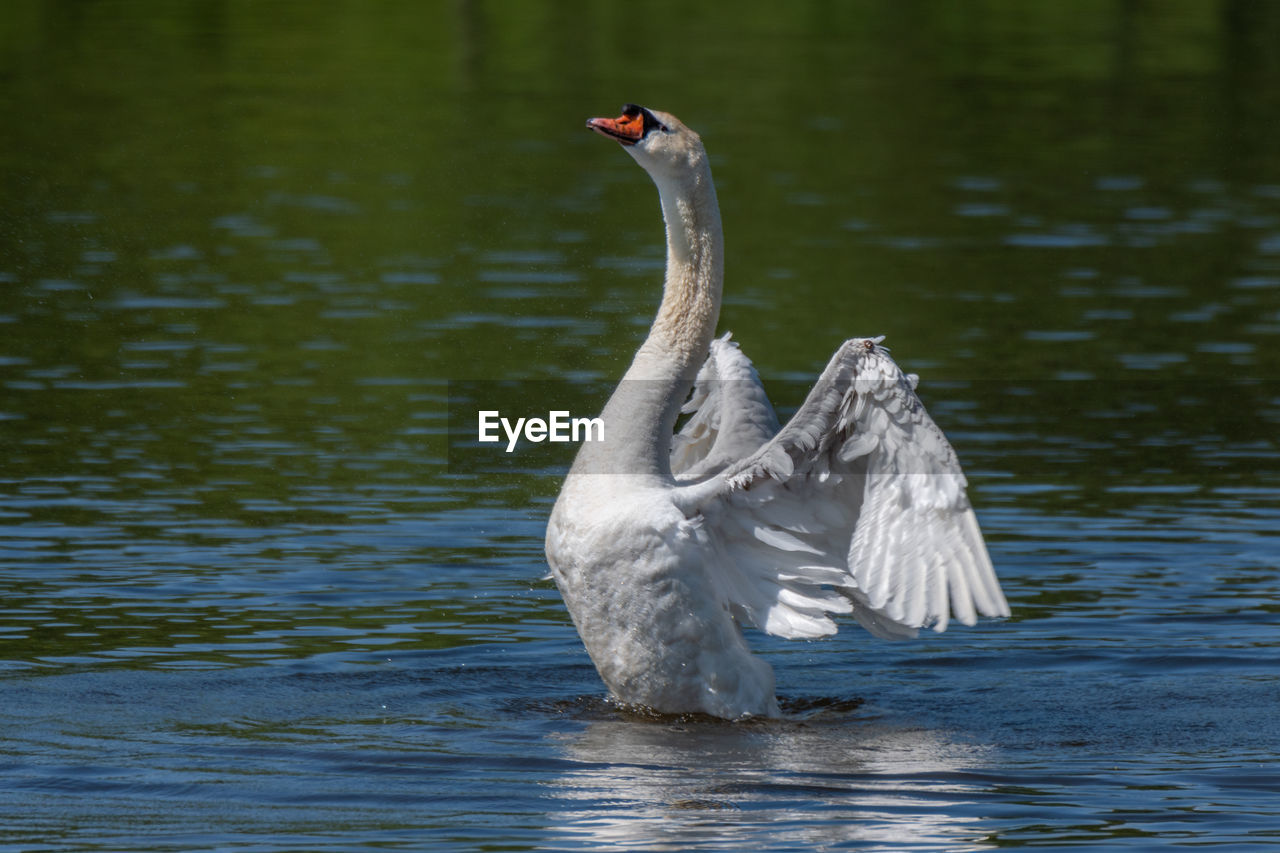 bird, animal themes, animal, animal wildlife, wildlife, water, one animal, swan, beak, lake, water bird, nature, no people, ducks, geese and swans, goose, beauty in nature, day, reflection, wing, animal body part, outdoors