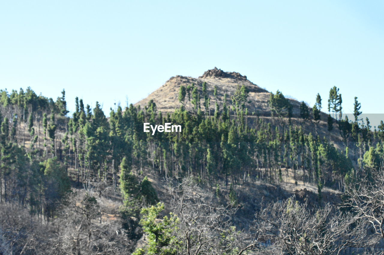 PANORAMIC SHOT OF TREES ON MOUNTAIN AGAINST SKY