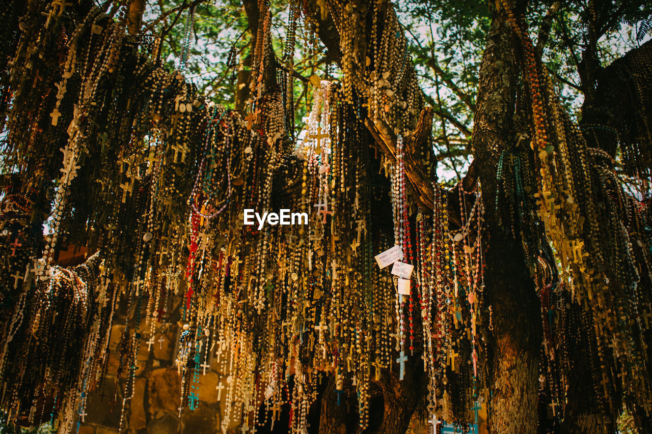 Low angle view of trees in forest