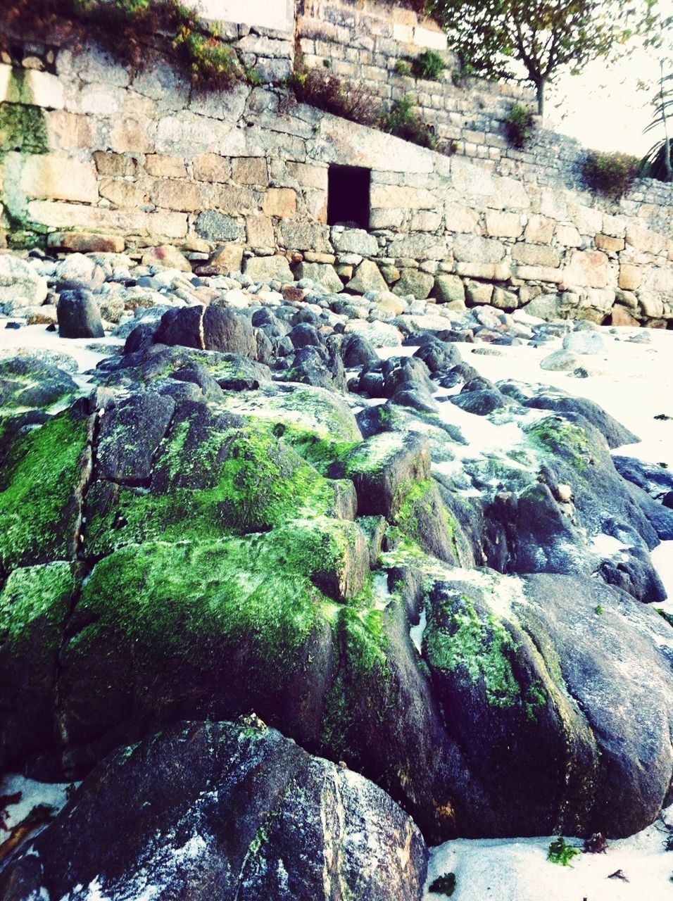 Moss on rocks at beach