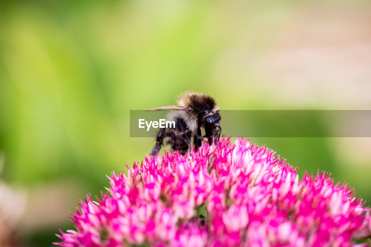 CLOSE-UP OF HONEY BEE POLLINATING ON FLOWER