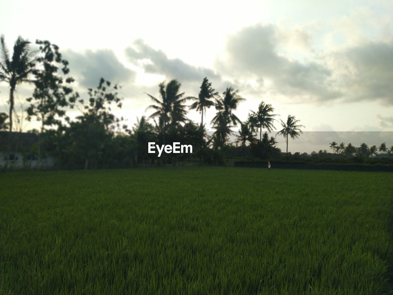 SCENIC VIEW OF PALM TREES ON FIELD