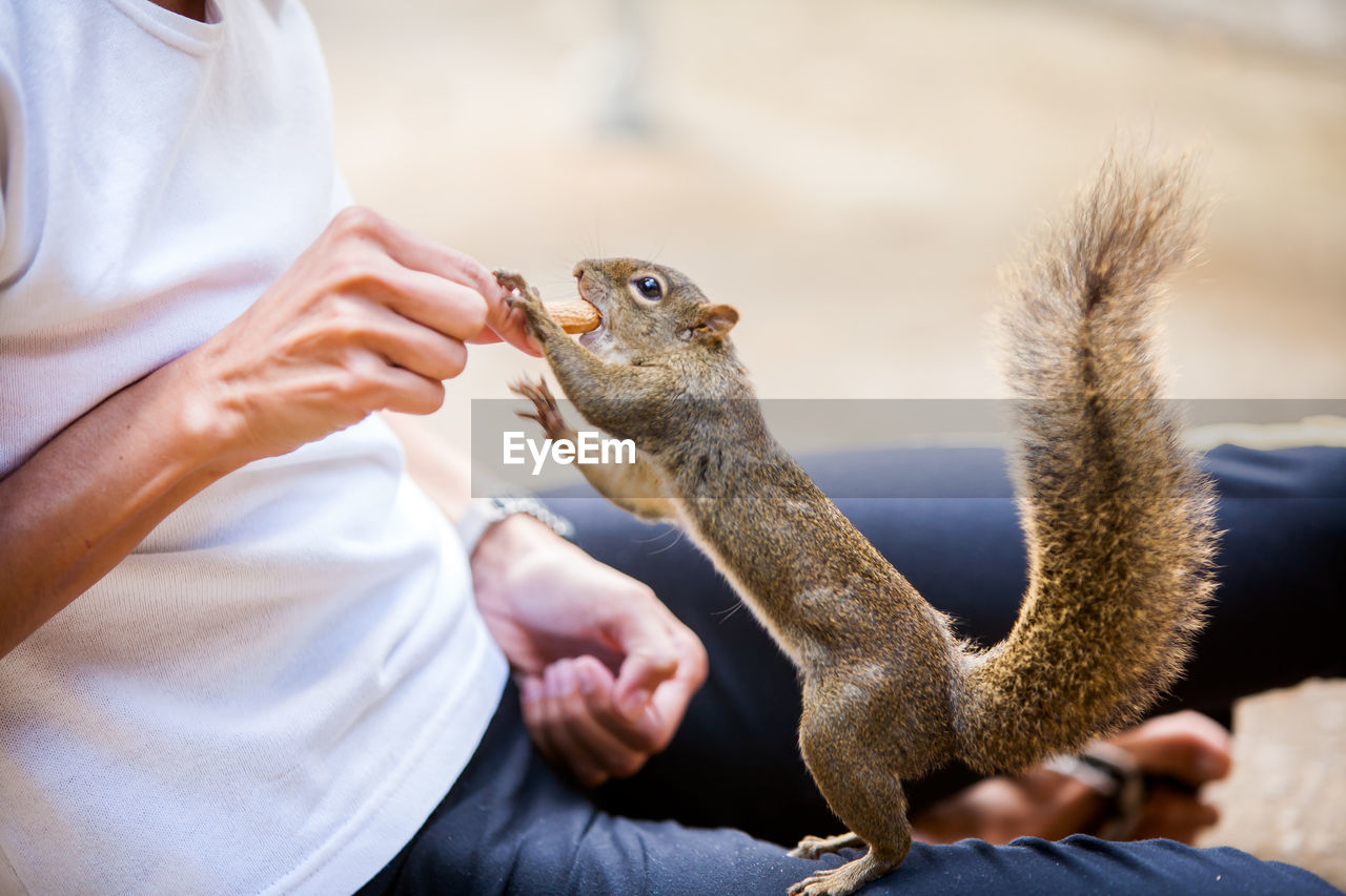 Midsection of man with squirrel
