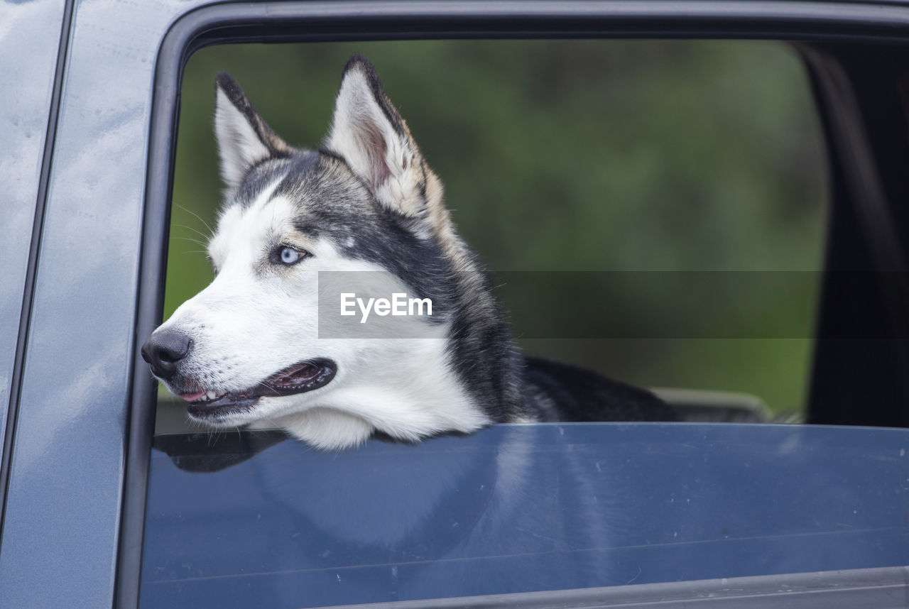 Close-up of dog looking away