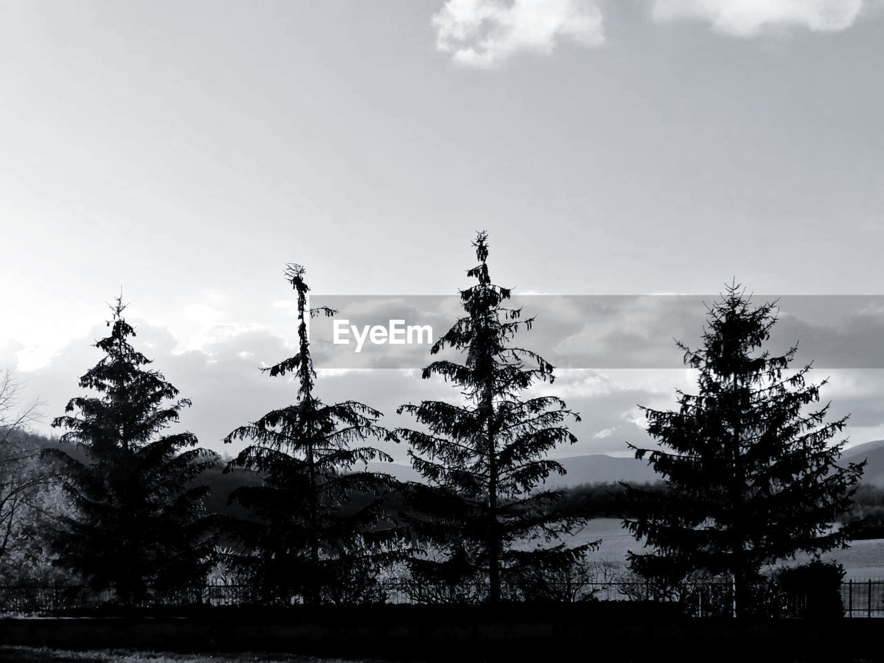 LOW ANGLE VIEW OF SILHOUETTE TREES AGAINST SKY DURING WINTER