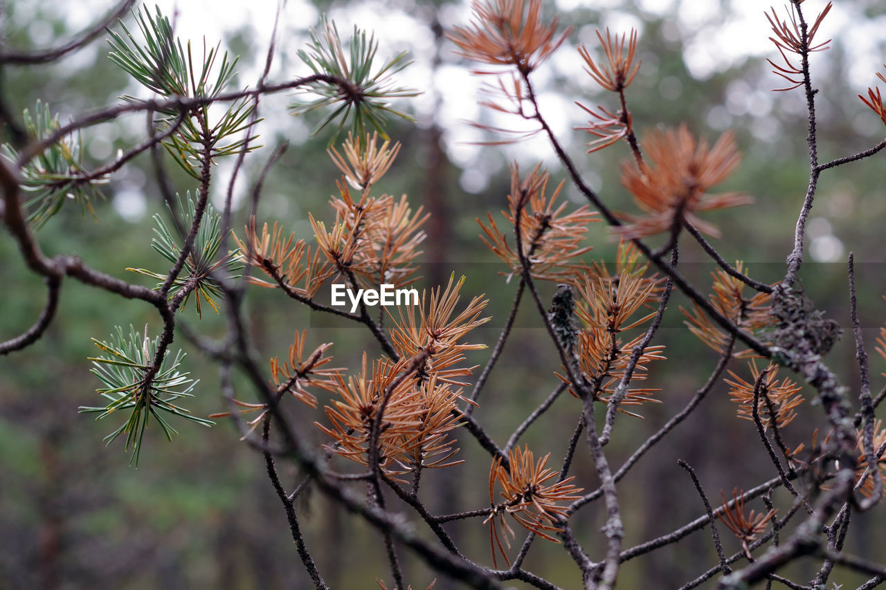 Close-up of wilted flowering plant