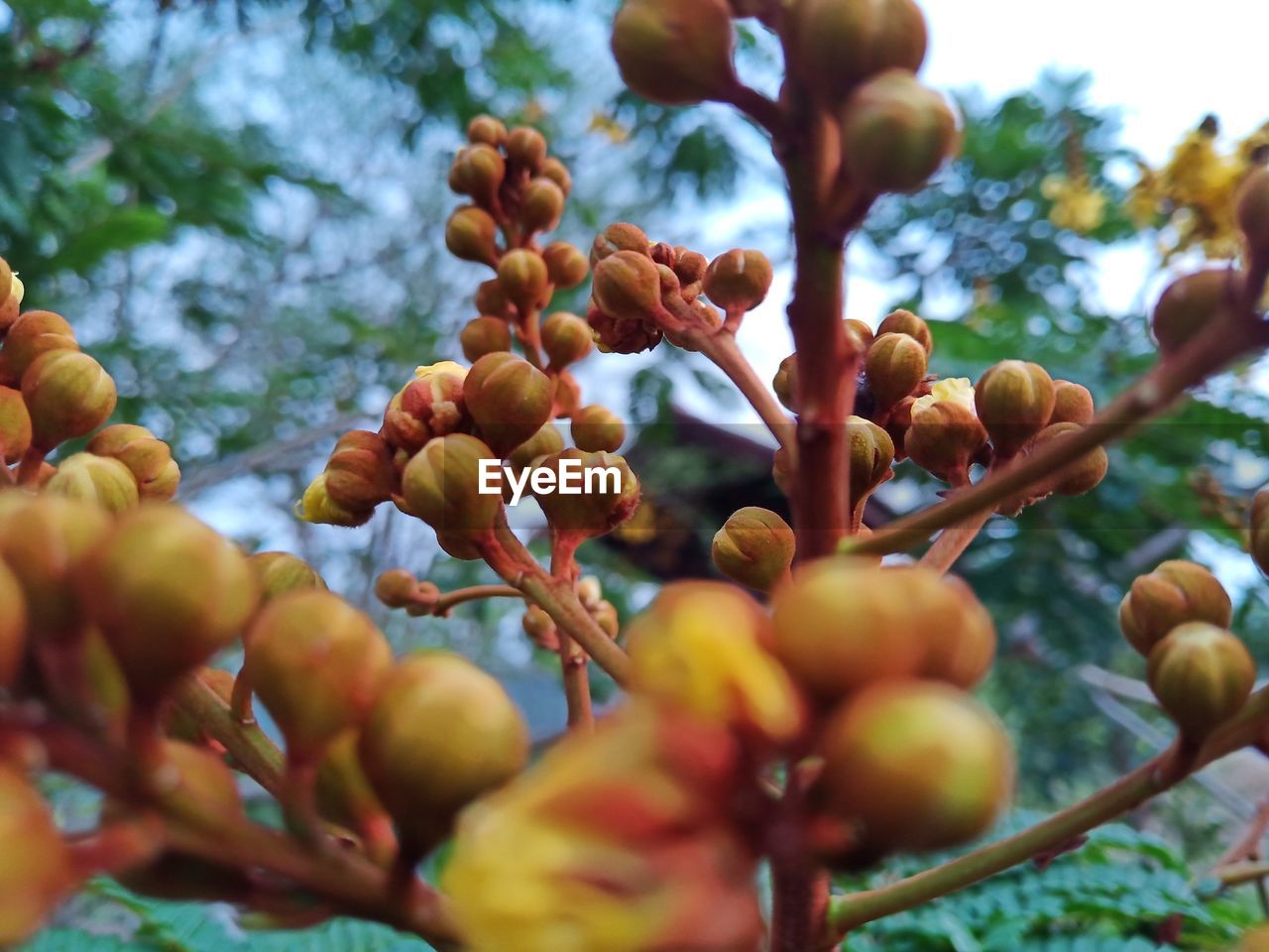 CLOSE-UP OF FRUIT GROWING ON TREE