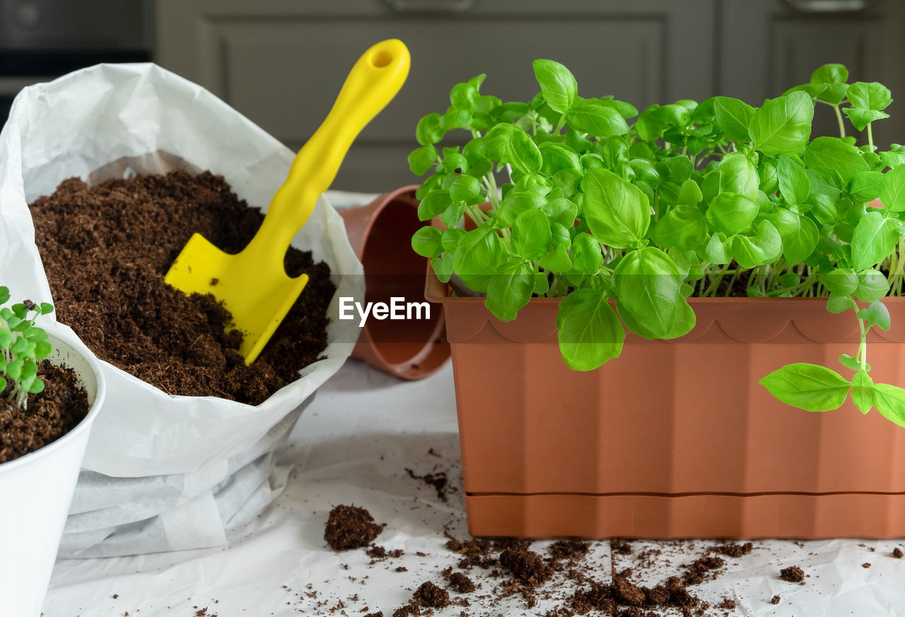 CLOSE-UP OF POTTED PLANT IN PLATE ON TABLE