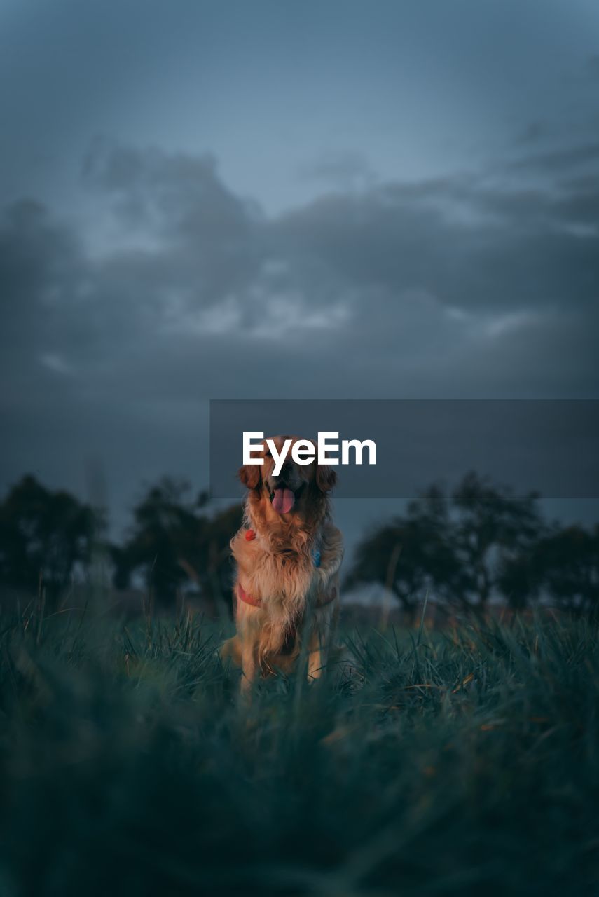 Cute dog on field during sunset