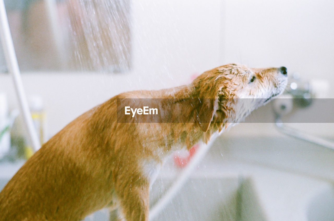 Close-up of dog bathing in shower