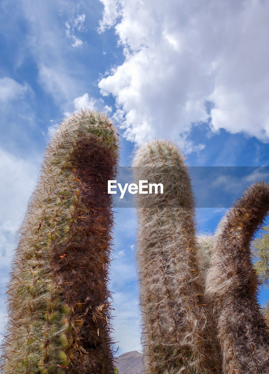 LOW ANGLE VIEW OF SUCCULENT PLANTS AGAINST SKY