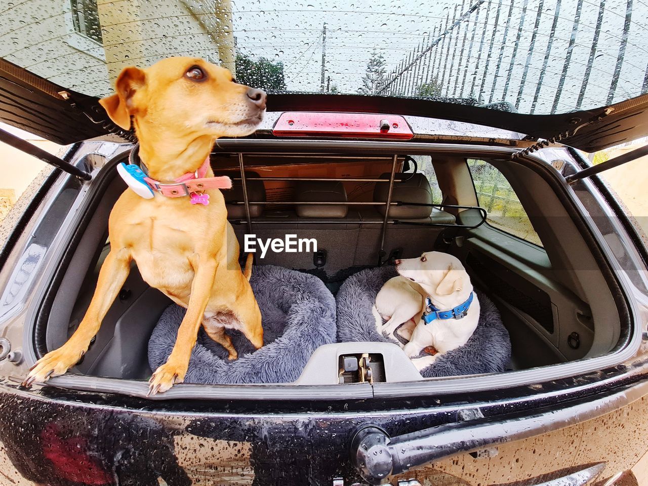 DOG LOOKING AWAY WHILE SITTING ON CAR