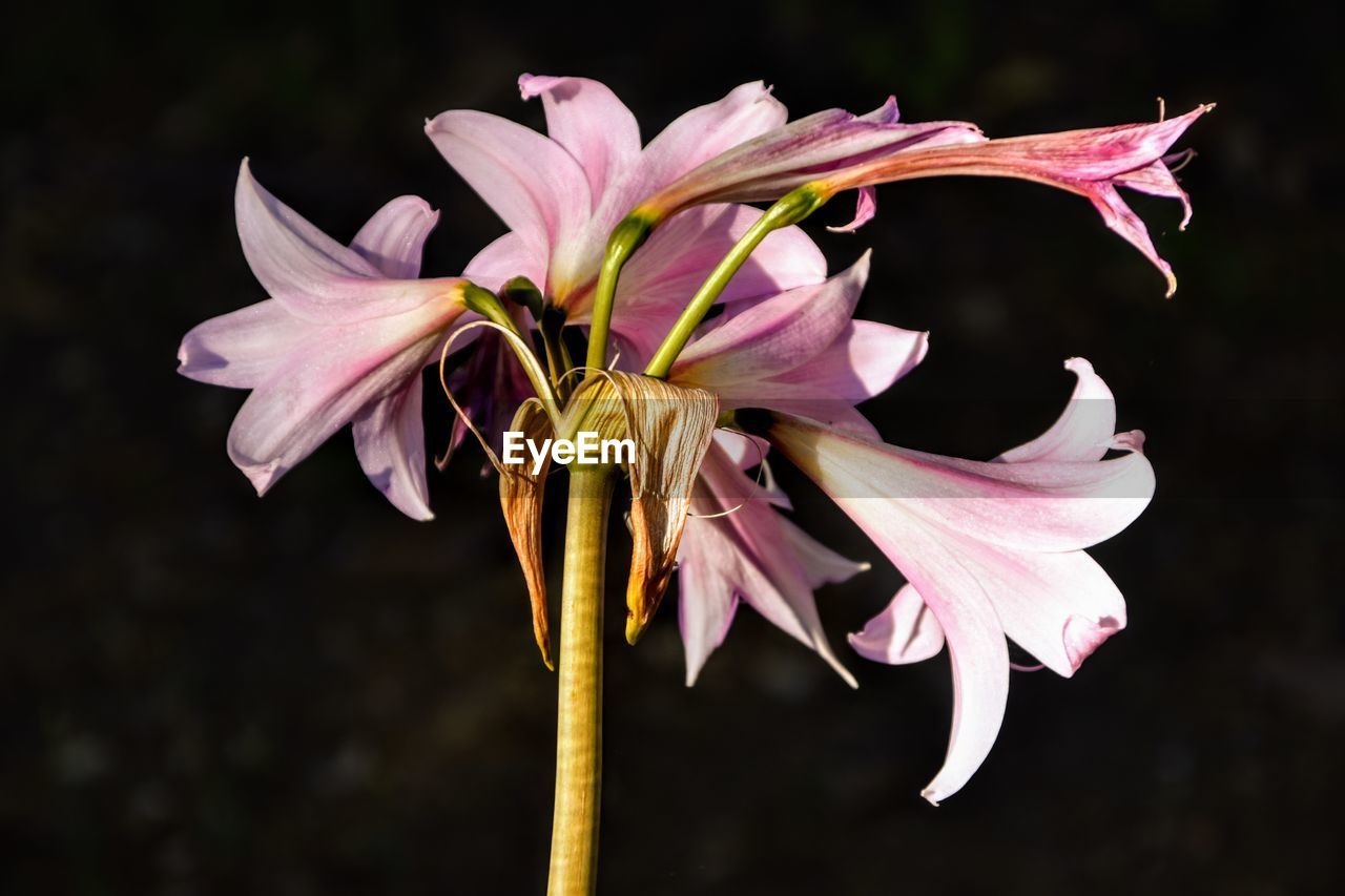 Close-up of pink flowering plant