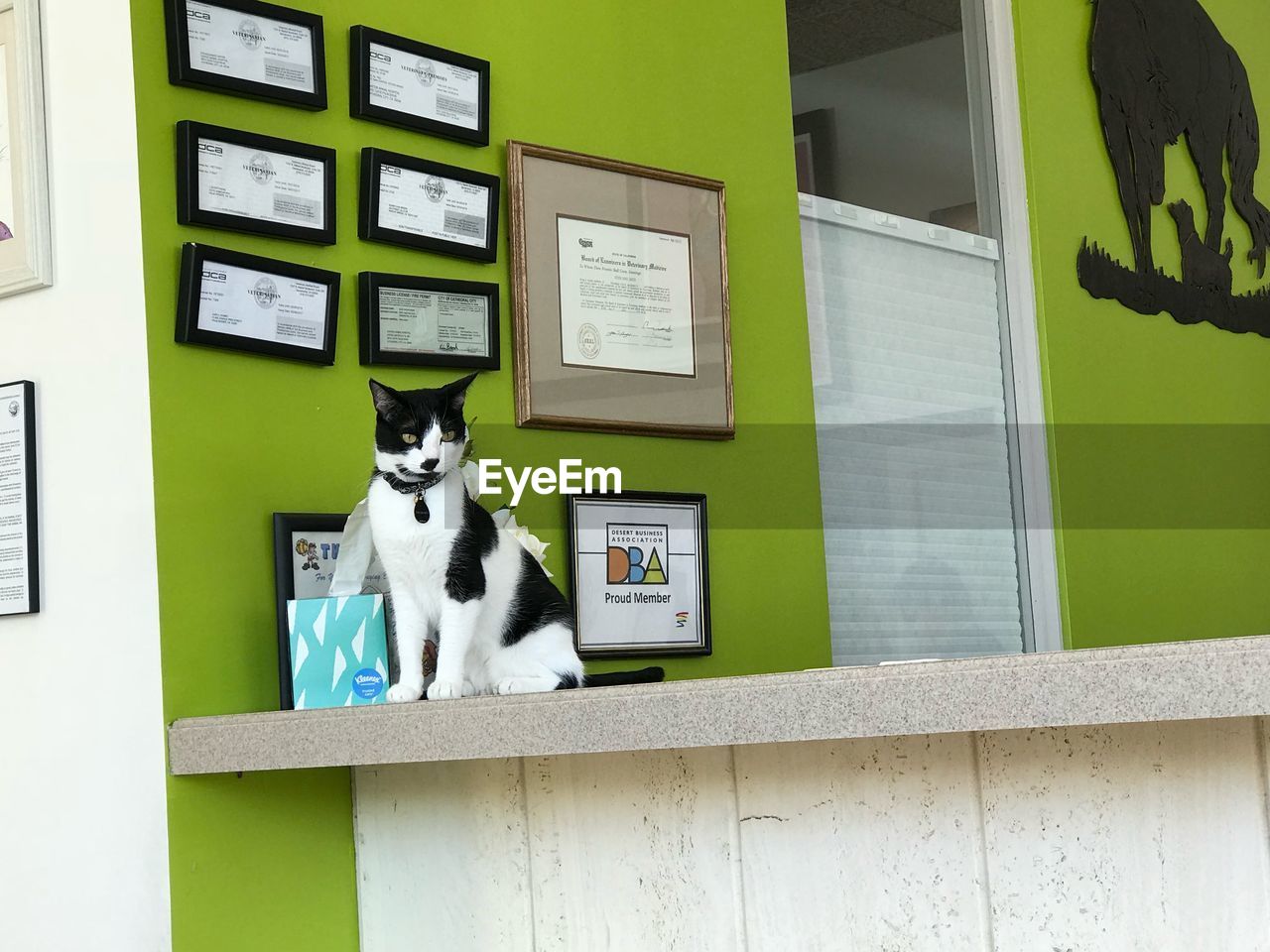 CAT SITTING ON A WINDOW OF A WALL