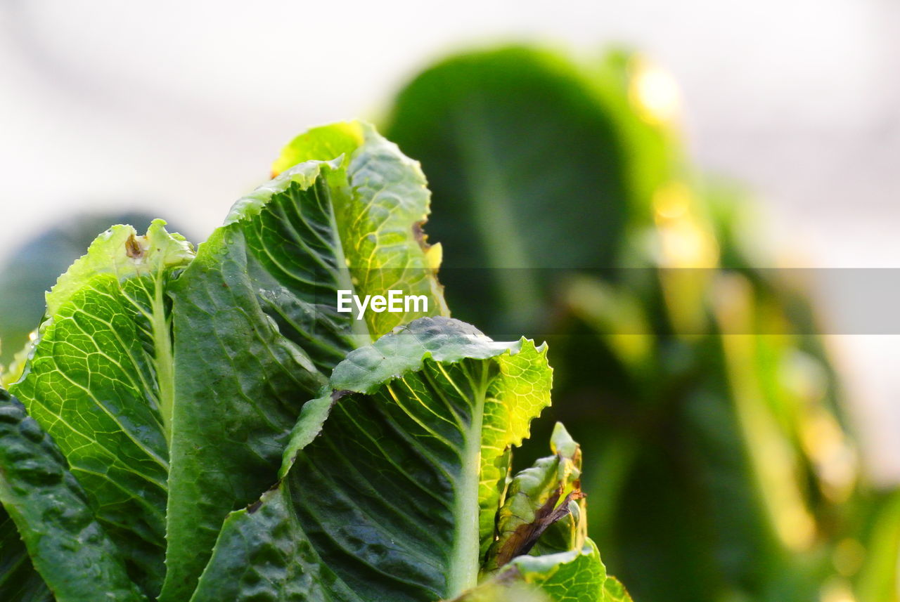 Close-up of lettuces growing at farm