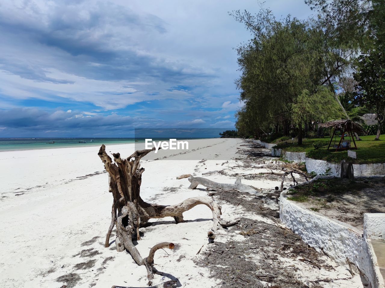DRIFTWOOD ON BEACH