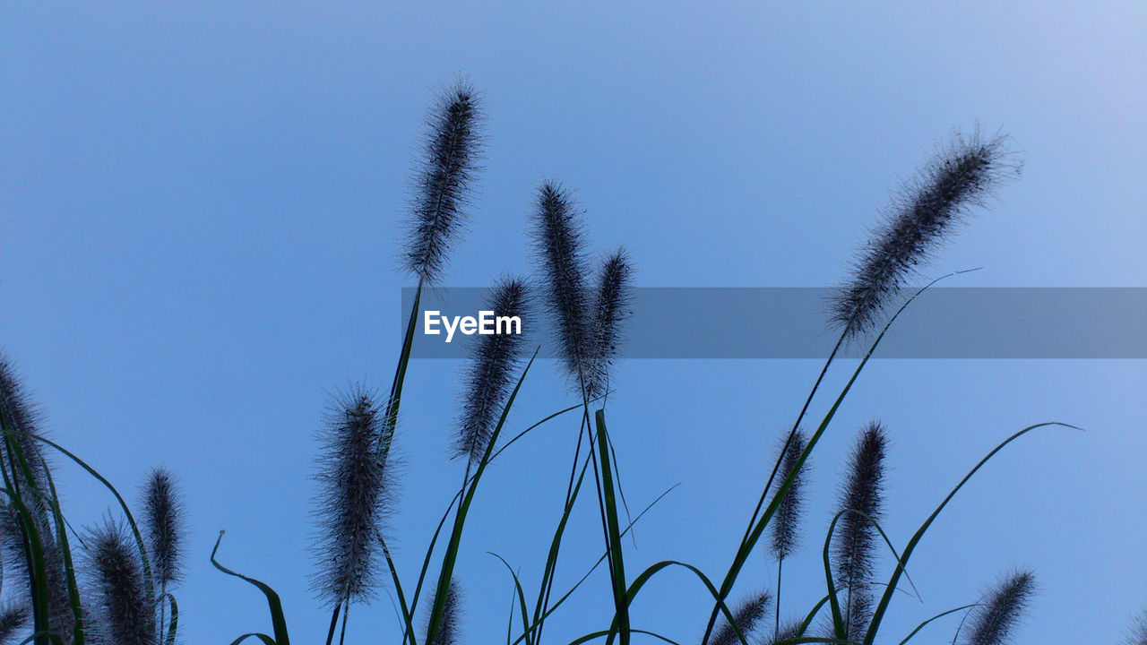 Low angle view of cattails growing against sky