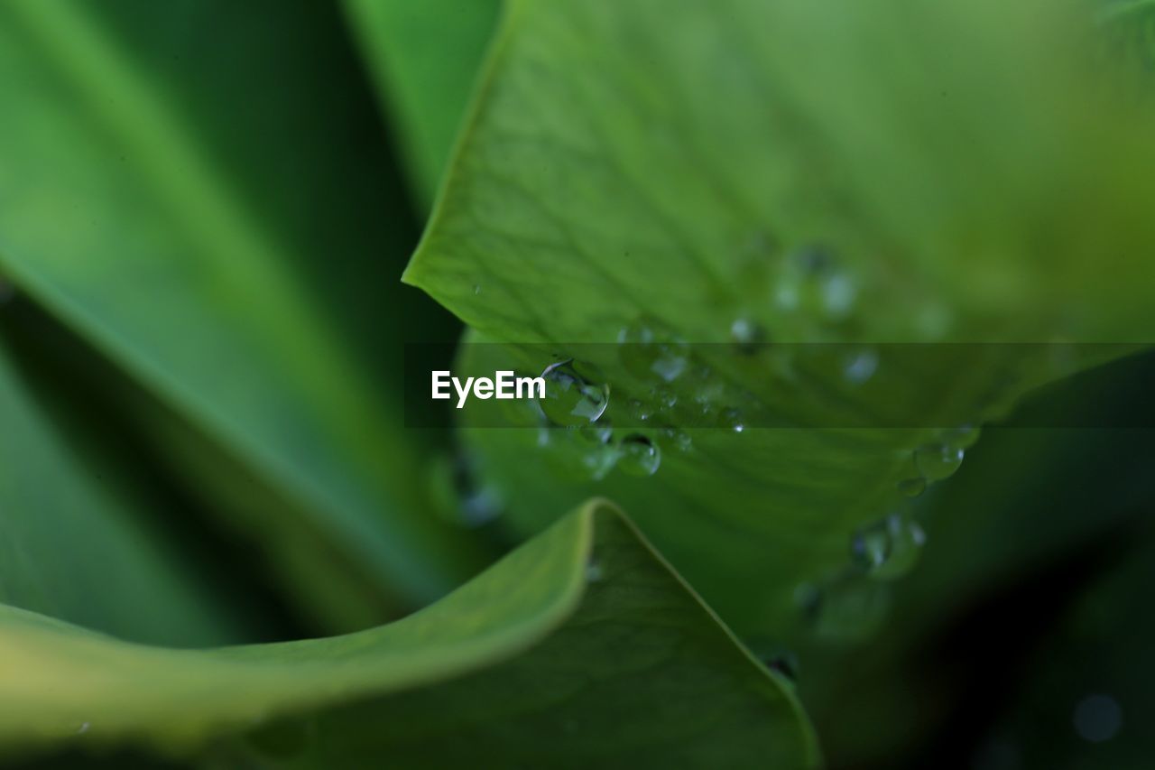 Close-up of water drops on plant leaves