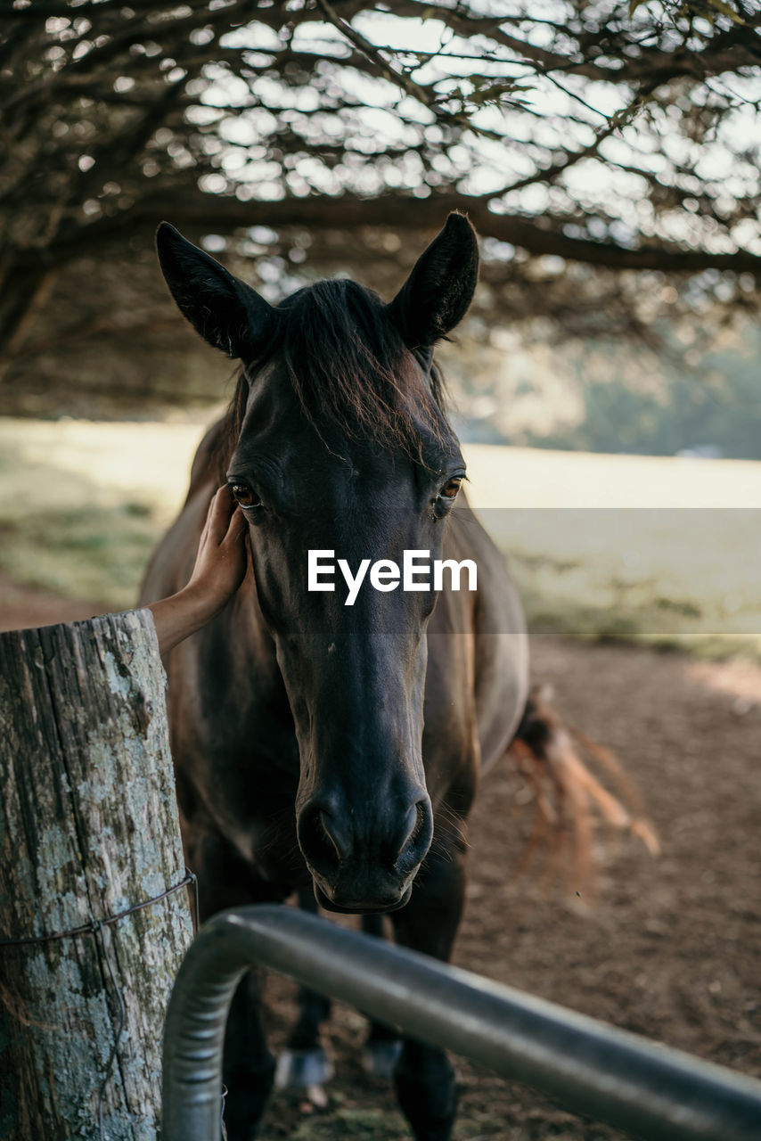 CLOSE-UP OF A HORSE