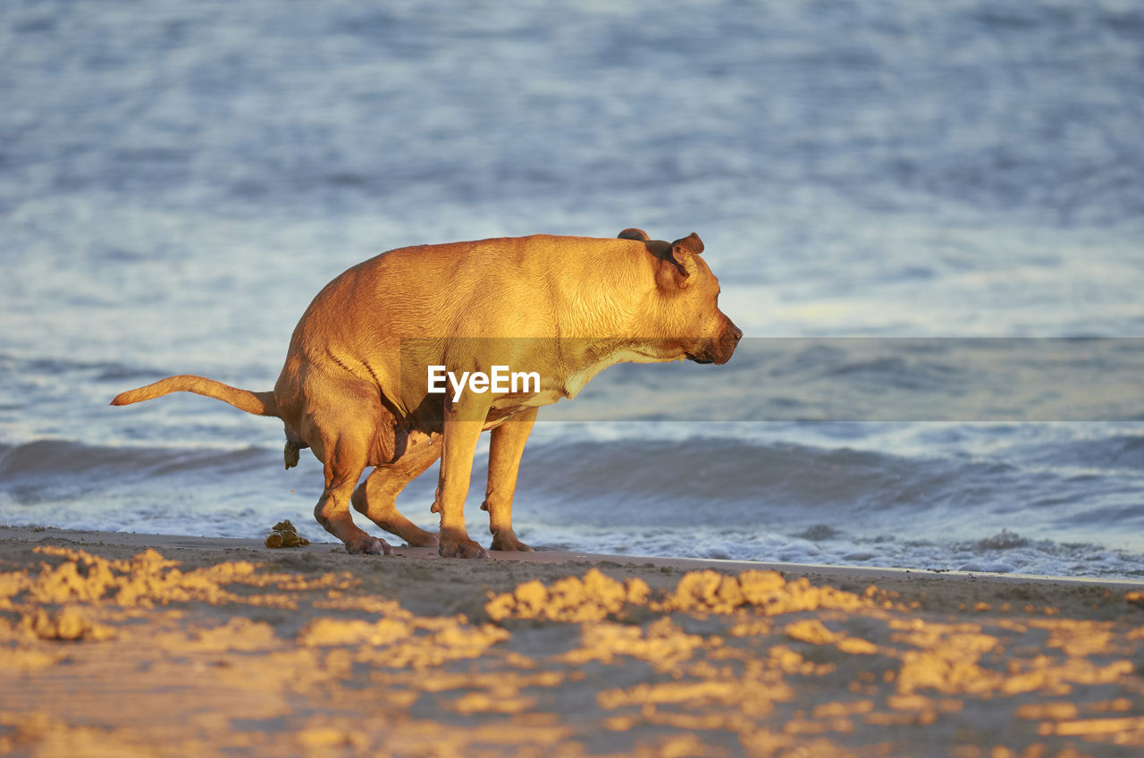 VIEW OF ANIMAL ON BEACH