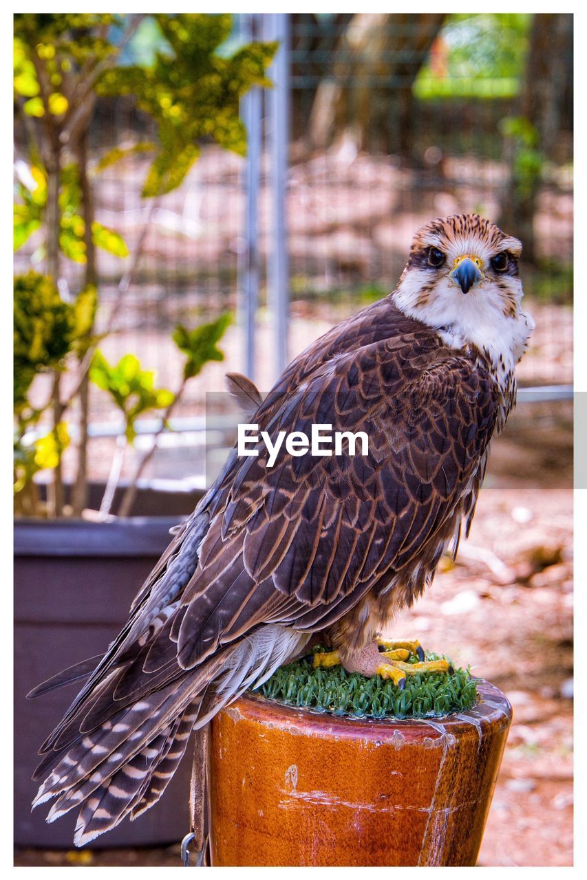 CLOSE-UP OF BIRD PERCHING ON GROUND