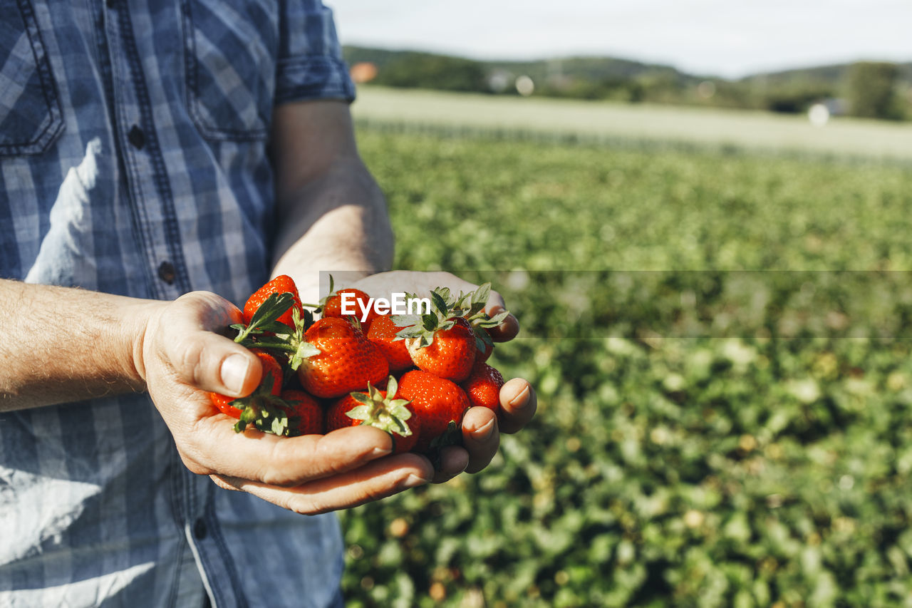 Man holding strawberries in field on sunny day