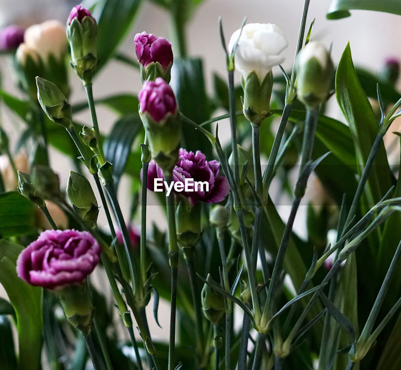 Close-up of flowers blooming outdoors