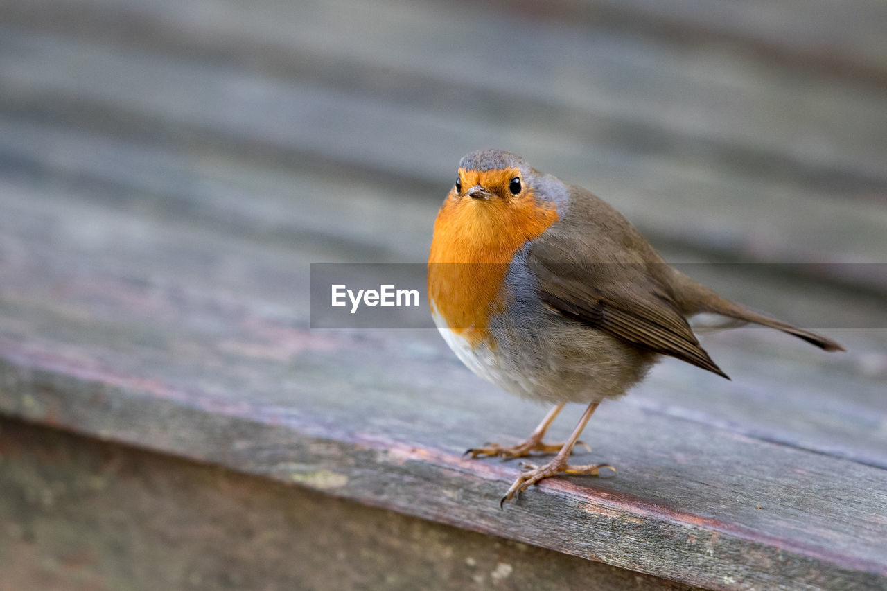 Close-up of bird perching outdoors