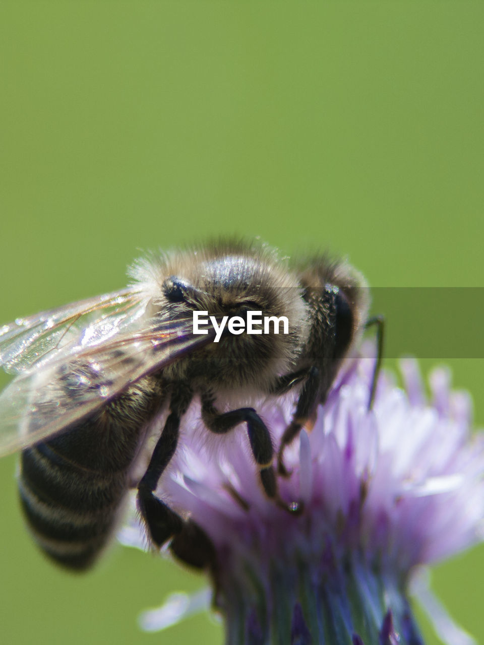 CLOSE-UP OF HONEY BEE ON FLOWER