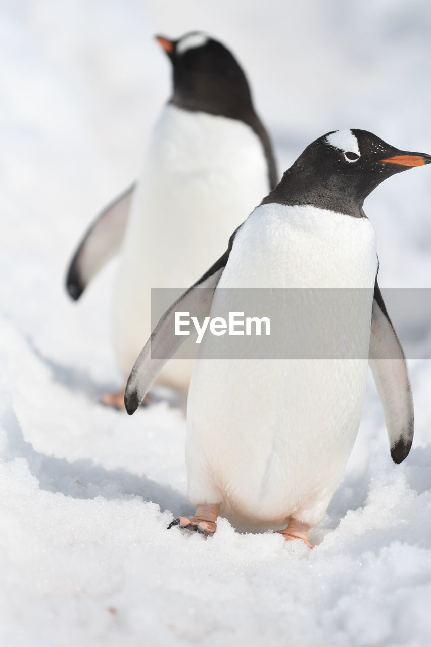 Penguins on snow covered field